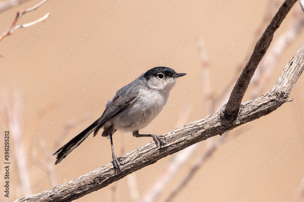 Obraz premium Black-tailed gnatcatcher on perch