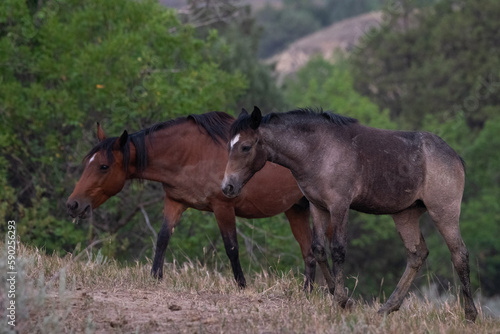 American mustang herd 