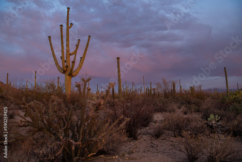 Saguaro cactus in sunset