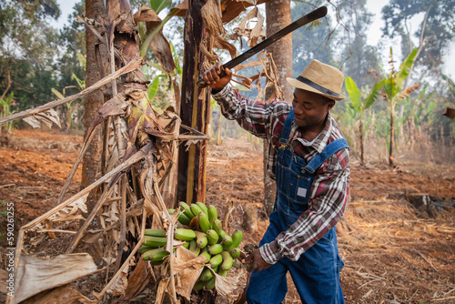 Foto An African farmer cuts a basket of plantain bananas with an ax during the harves