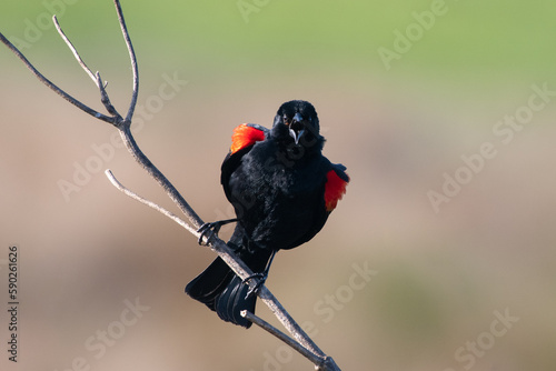 Red-winged blackbird calling