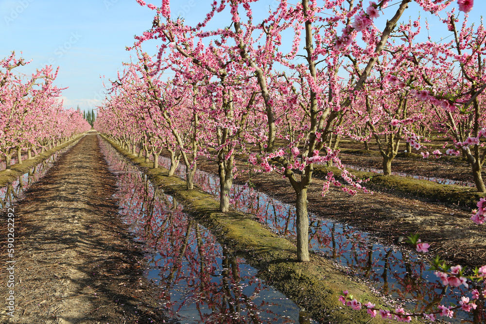 Peach orchard irrigation - California Peach orchard irrigation - California