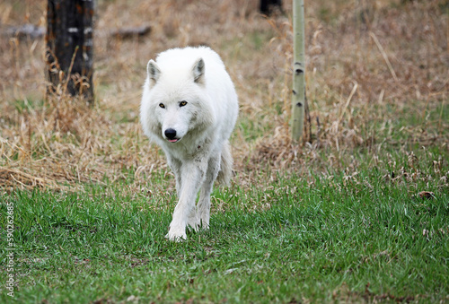 White Wolfdog skulking - Canada