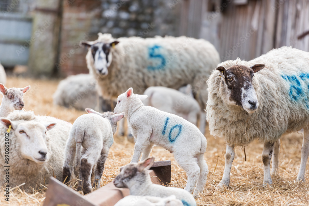 Obraz premium Mother ewe sheeps look on as their newborn lambs play and frolick in a lambing pen on a farm in Norfolk, UK