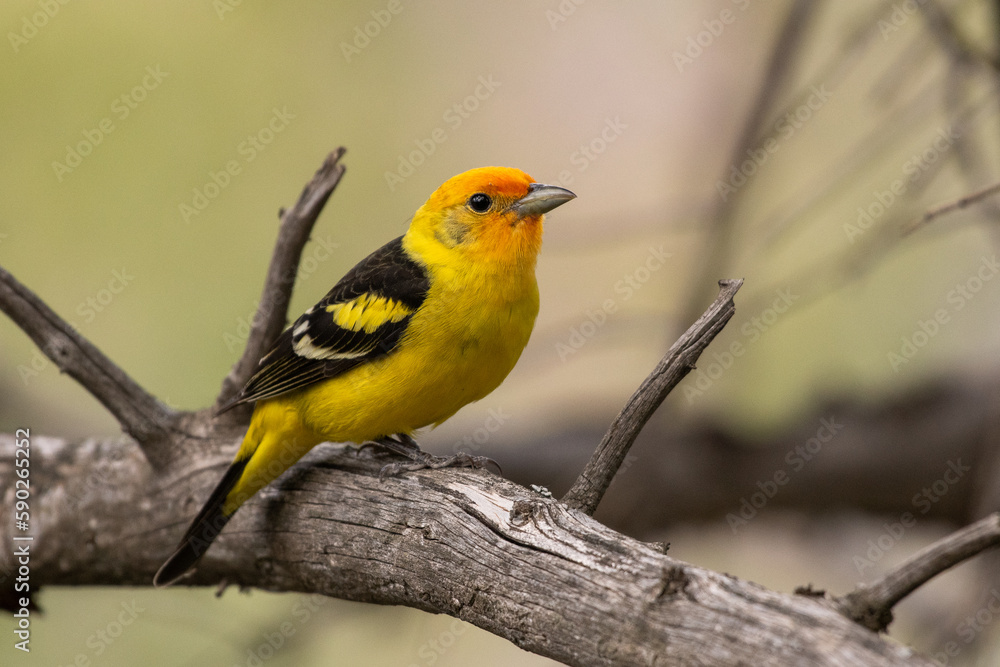 Fototapeta premium Western tanager