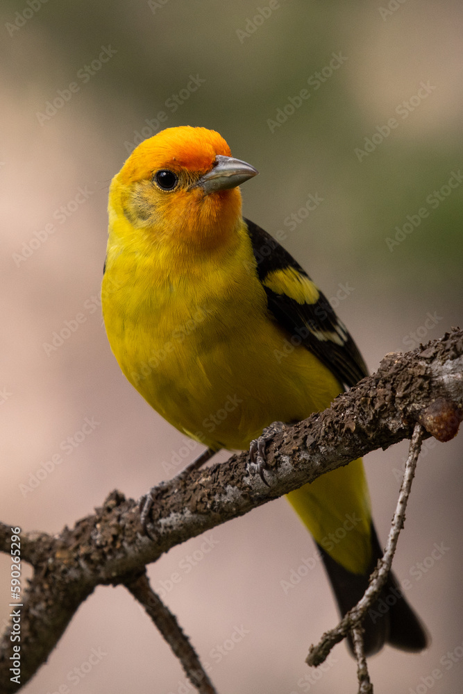 Obraz premium Western tanager