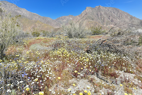 Desert blooming at Anza Borrego National Park, Southern California
