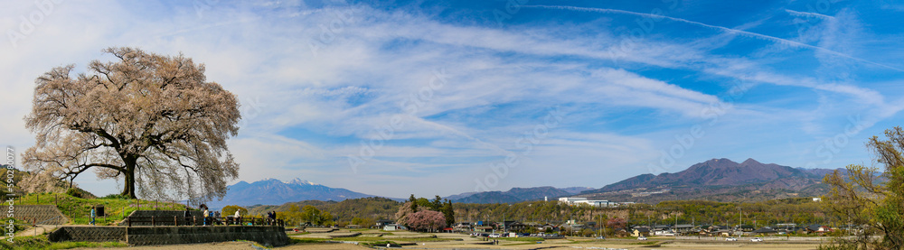 山梨韮崎　わに塚の桜　桜と八ヶ岳と茅ヶ岳のある風景