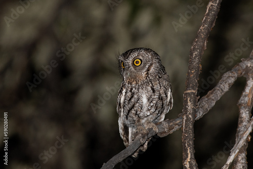 Bilde på lerret Whiskered screech owl