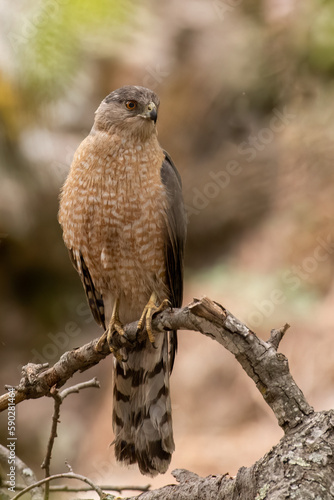 Canvas Print Coopers hawk