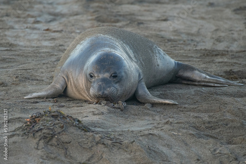 Elephant seal pup © Griffin