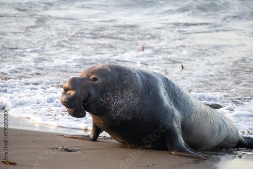 Obraz na plátně Bull elephant seal