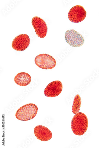 Lily pollen, whole mount, 80X light micrograph. Red stained pollen grains, a fine, coarse powdery substance, under light microscope. Four shots combined to one picture. Isolated, on white background.