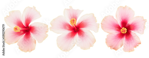 Fototapeta Naklejka Na Ścianę i Meble -  Pink hibiscus flower on transparent background.