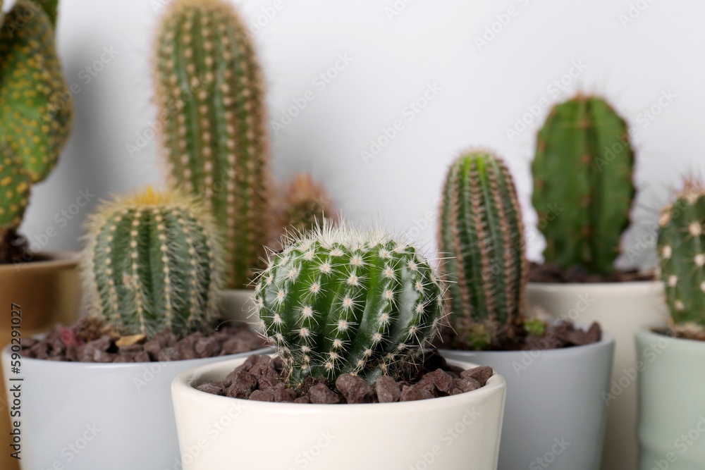 Different cacti in pots on white background Different cacti in pots on white background