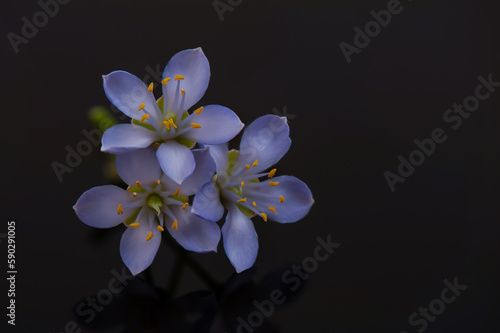 Lignum vitae or Guaiacum officinale flowers isolated on black background.