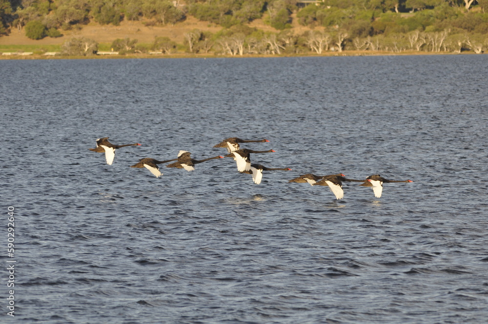 Black swan flock in flight