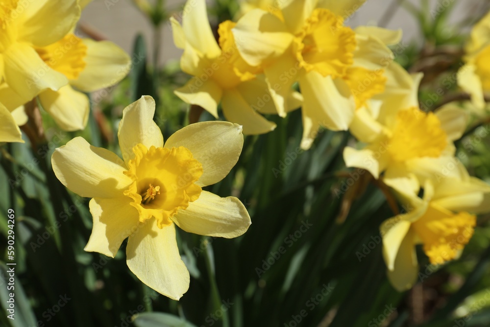 Beautiful yellow daffodils growing outdoors on spring day, closeup