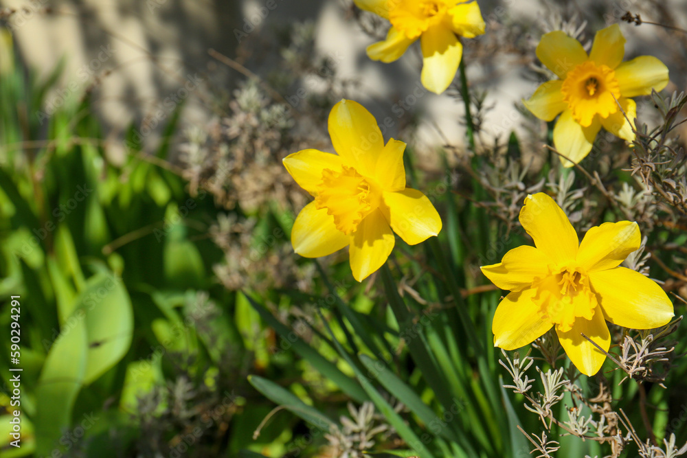 Obraz premium Beautiful yellow daffodils growing outdoors on spring day