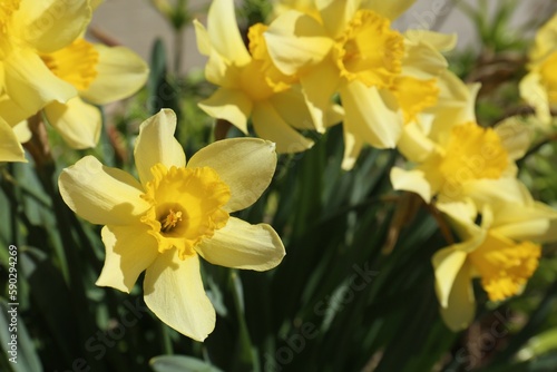 Beautiful yellow daffodils growing outdoors on spring day  closeup