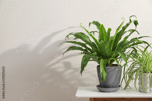 Green houseplants in pots on wooden table near white wall, space for text