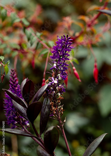 lavender plant between red coral plant, a wonder of mother nature and the coexistence between them, purple plant and red plant, union photo