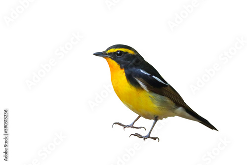 Beautiful narcissus flycatcher bird isolated on transparent background png file
