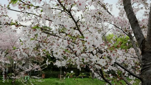 Wallpaper Mural 山崎川に咲く満開の桜  fix 26sec Torontodigital.ca