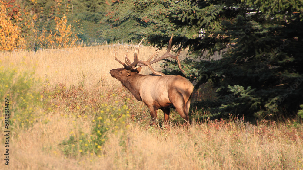 An Elf with big horns in the mountains An Elf with big horns in the mountains