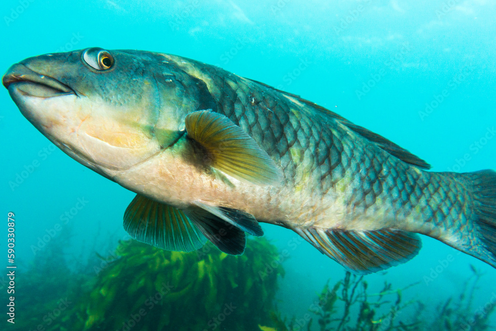 Fototapeta premium Purple wrasse, Notolabrus fucicola