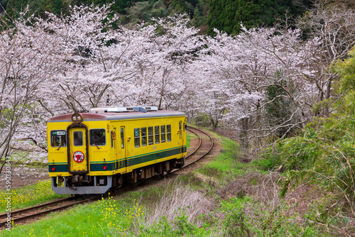 桜並木と菜の花に彩られた軌道を走るいすみ鉄道