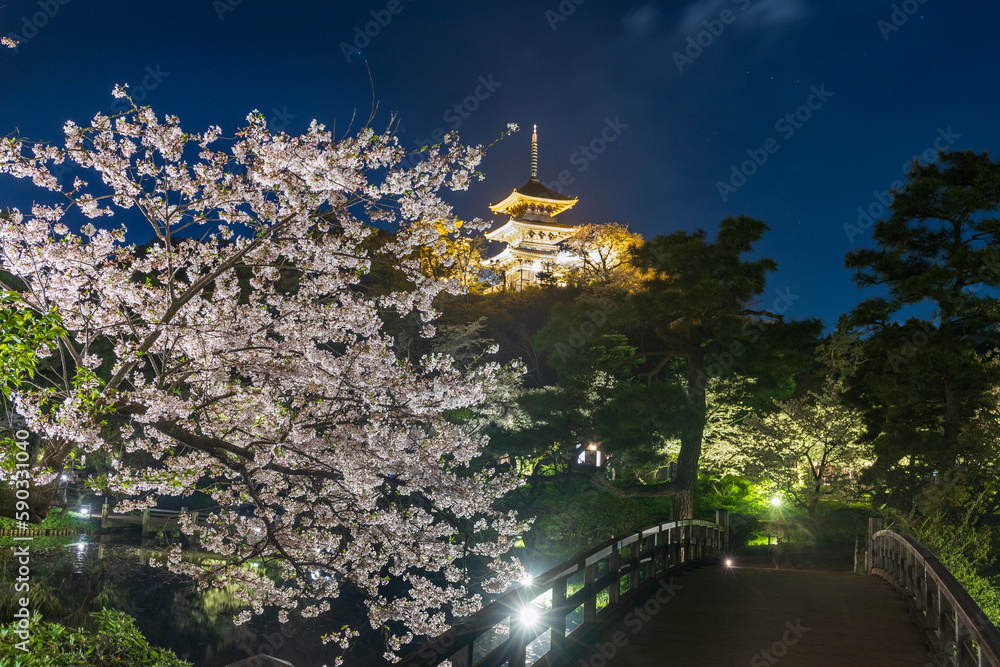 横浜市三渓園ライトアップで水面に映る夜桜と三重塔