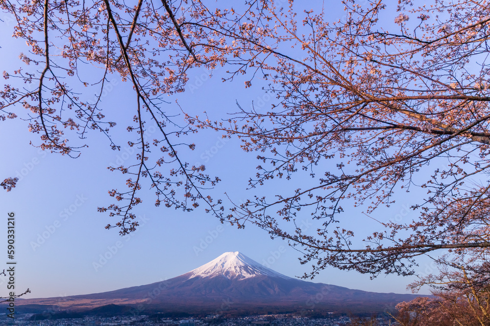 朝倉山浅間公園から富士山と桜