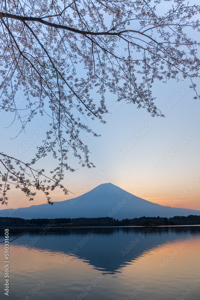 夜明けの田貫湖湖畔から咲き初めの桜と富士山