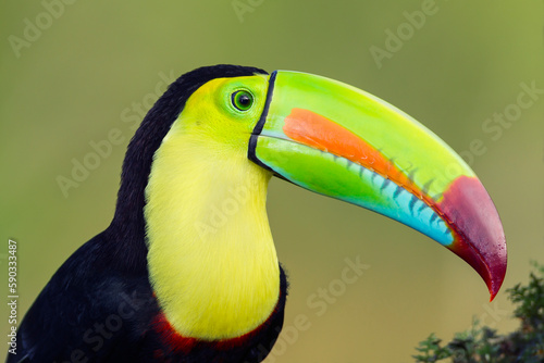 Keel-billed Toucan portrait © Juan Carlos Vindas