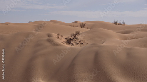 Small  scrub bushes among the sand dunes in the Sahara Desert  outside of Douz  Tunisia
