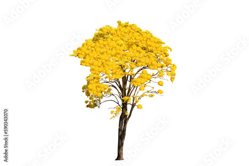 yellow flowering tree isolated image on png file at transparent background