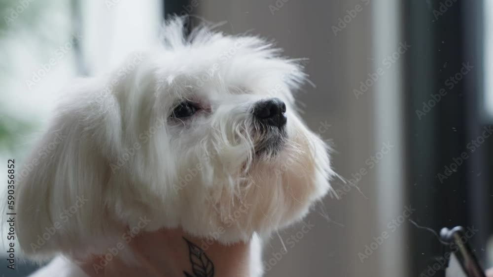 Haircut of a cute dog. white maltese, close up. 4K Haircut of a cute dog. white maltese, close up. 4K