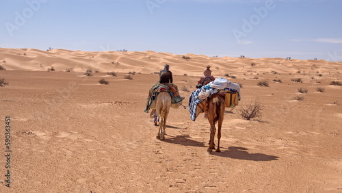 Camel trek through the Sahara Desert  outside of Douz  Tunisia