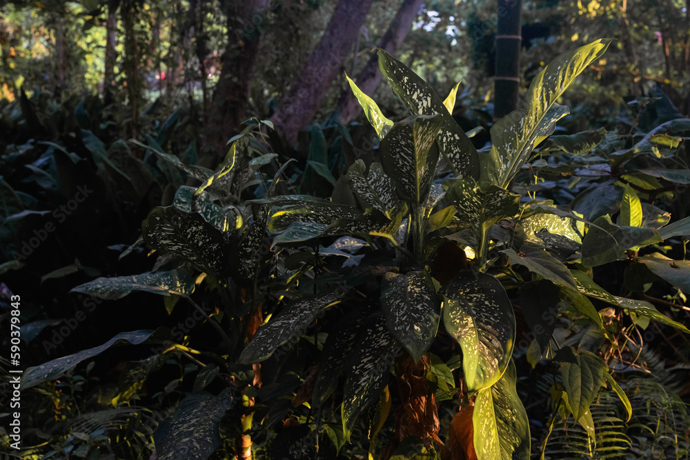 Fototapeta premium Creative nature background. Gold and green tropical palm leaves. Minimal summer