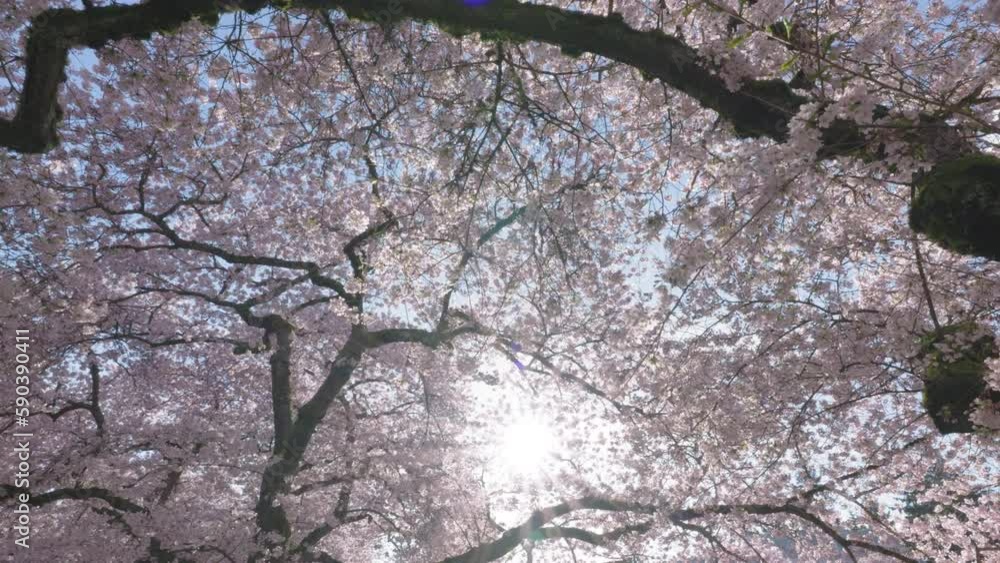Cinematic Look at Flowers on Japanese Cherry Blossom Tree Cinematic Look at Flowers on Japanese Cherry Blossom Tree