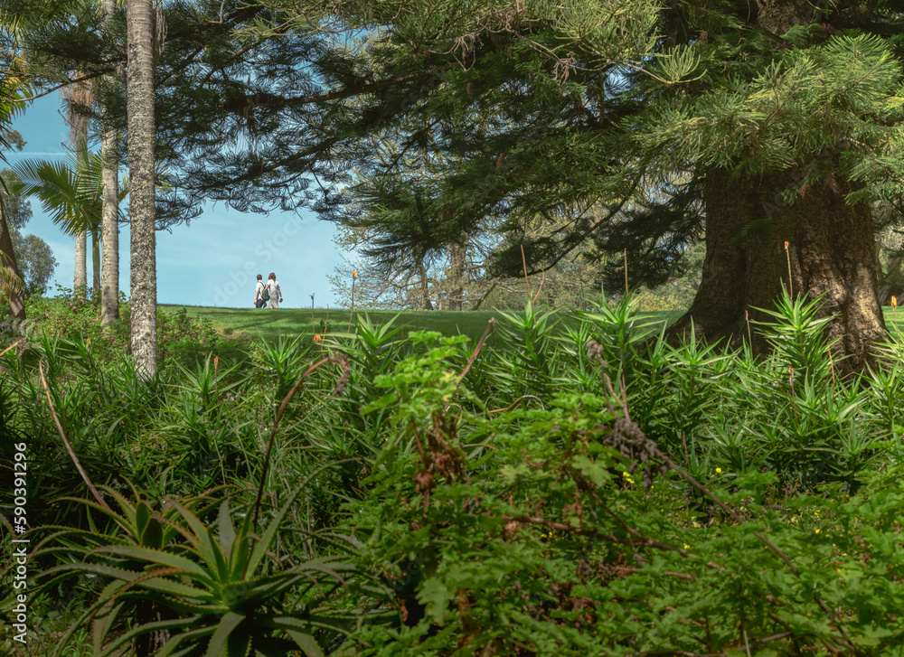 garden with trees and a couple walking in the background garden with trees and a couple walking in the background