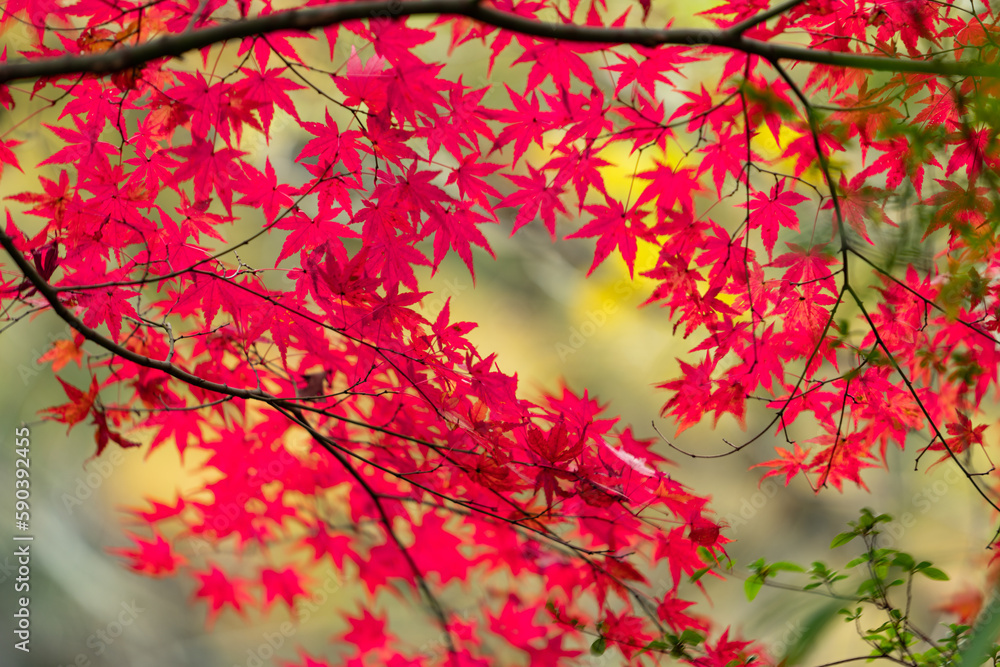 紅葉のモミジ 紅葉のモミジ