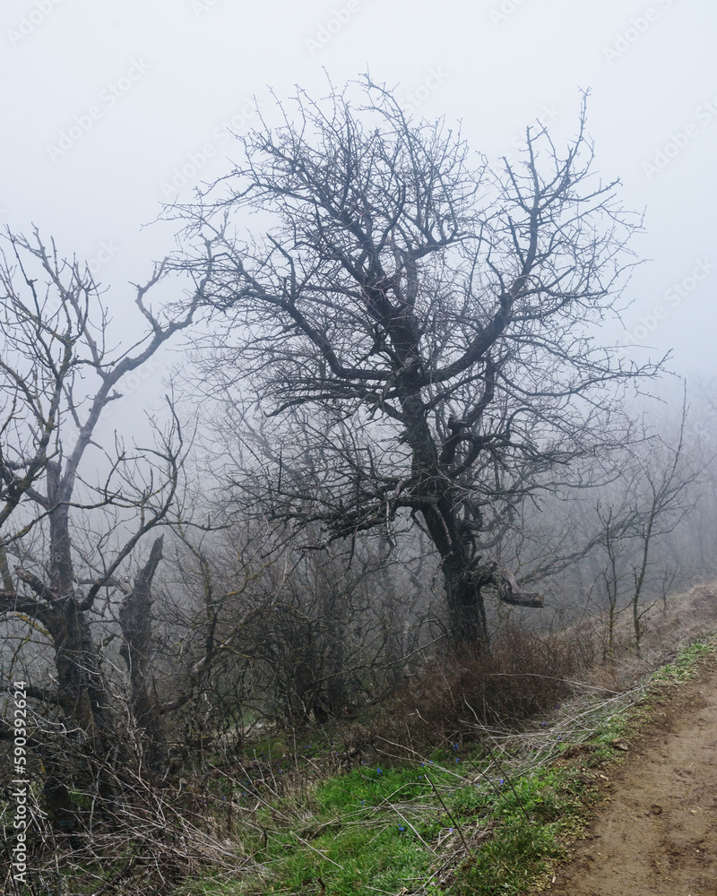 Landscape of Karadag Reserve in spring. View of trees on mountain in fog and clouds. Crimea
