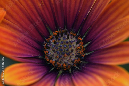 Orange and purple Osteospermum Daisy  Macro Shot