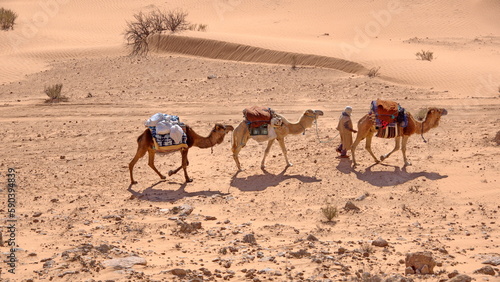 Overhead view of a bedouin leading a caravan of camels through the Sahara Desert, outside of Douz, Tunisia