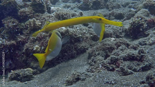 A bright yellow fish with a thin long mouth swims in the water column at the very bottom of the sea.
Chinese Trumpetfish (Aulostomus chinensis) 80 cm. Caudal fin with two dark spots. photo