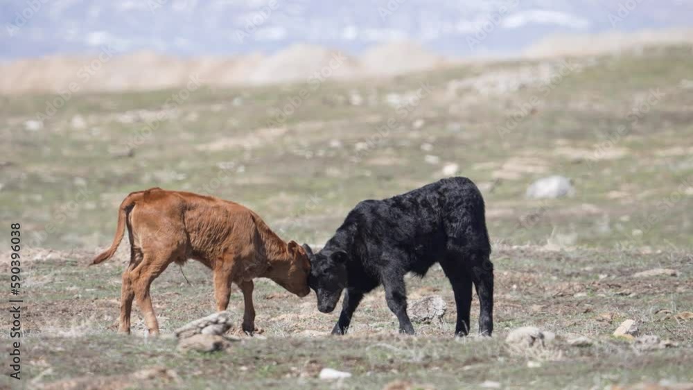 Cute baby cow calves butting heads and playing in a pasture. Cute baby cow calves butting heads and playing in a pasture.