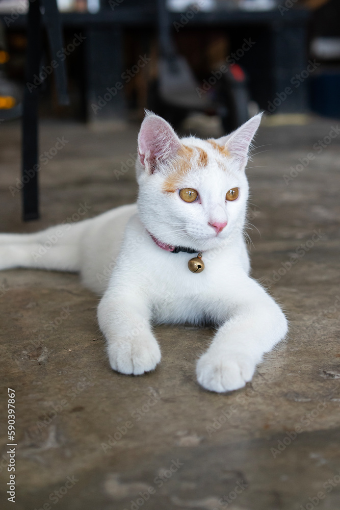 White domestic cutie and smart cat with bell collar laying on the ground. White domestic cutie and smart cat with bell collar laying on the ground.