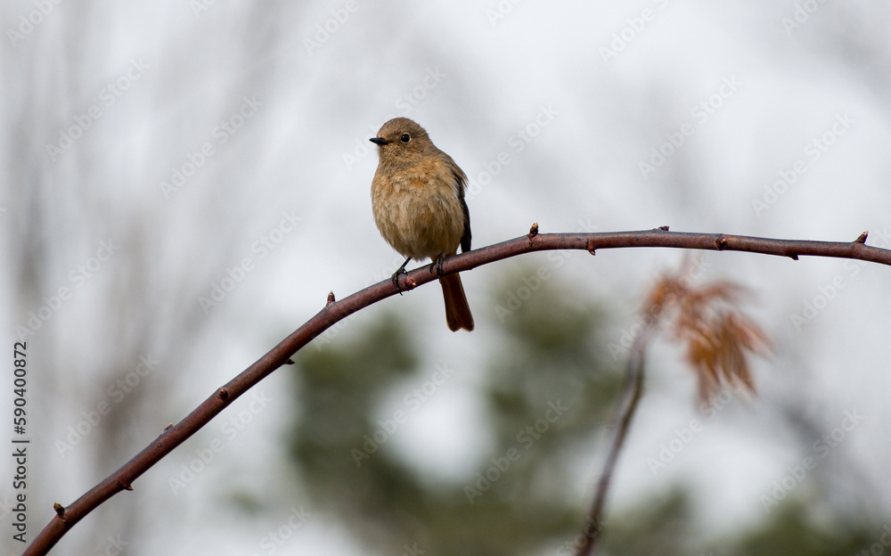 Daurian redstart (Phoenicurus auroreus) female perched on a tree branch in early spring Daurian redstart (Phoenicurus auroreus) female perched on a tree branch in early spring